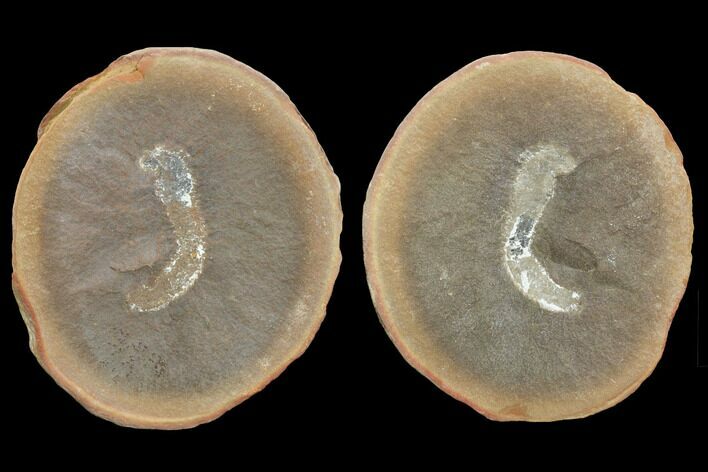 Fossil Polychaete Worm (Astreptoscolex) Pos/Neg - Illinois #120980